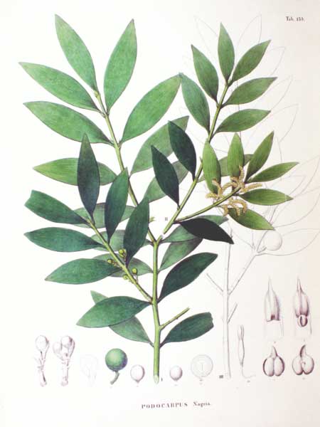 Nageia nagi Nagi, Nagi Podocarpus, Broadleaf  Podocarpus