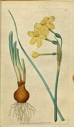 Narcissus Jonquil