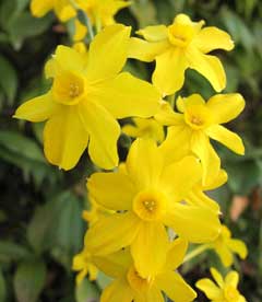 Narcissus jonquilla Jonquil