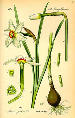 Narcissus poeticus Poet