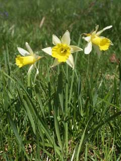 Narcissus pseudonarcissus Wild Daffodil, Daffodil