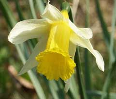 narcissus pseudonarcissus Wild Daffodil, Daffodil
