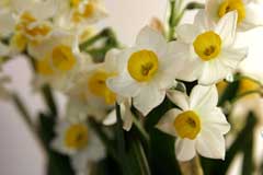 Narcissus tazetta Bunchflower Daffodil, Cream narcissus
