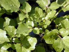 Nasturtium Watercress, Onerow yellowcress