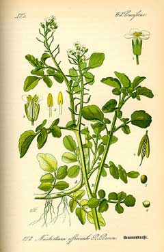 Rorippa nasturtium-aquaticum Watercress