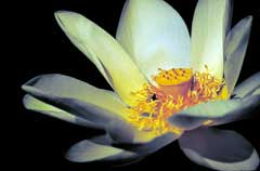 Nelumbo lutea American Water Lotus, American lotus