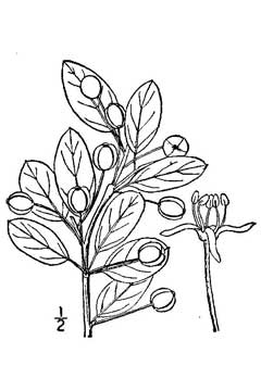 Nemopanthus mucronatus Mountain Holly