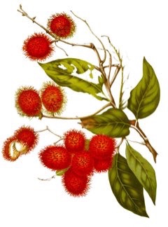 Nephelium lappaceum Rambutan, Hairy Lychee