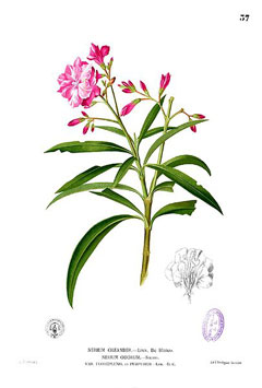 Nerium Oleander, Rose Bay