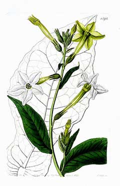 Nicotiana alata Tobacco, Jasmine tobacco, Nicotiana, Jasmine Tobacco, Ornamental Tobacco, Flowering  Tobacco