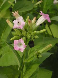 Nicotiana tabacum Tobacco, Cultivated tobacco