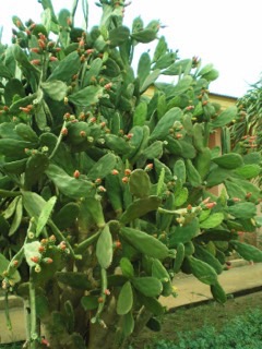 Nopalea cochenillifera Cochineal plant.
