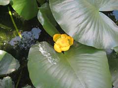 Nuphar Common Spatterdock, Yellow pond-lily, Varigated yellow pond-lily