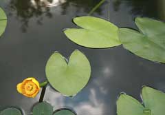 Nuphar lutea Yellow Water Lily, Yellow pond-lily, Rocky Mountain pond-lily,  Varigated yellow pond-lily