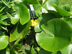 Nuphar pumila Yellow pond-lily