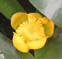 Nuphar advena Common Spatterdock, Yellow pond-lily, Varigated yellow pond-lily