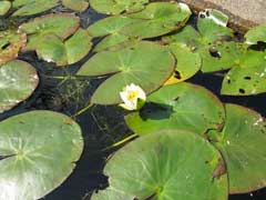 Nymphaea tetragona Pygmy Water Lily