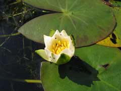 Nymphaea tetragona Pygmy Water Lily