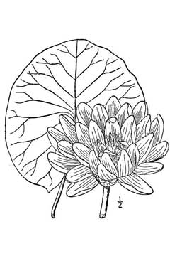 Nymphaea tuberosa Tuberous Water Lily, American white waterlily