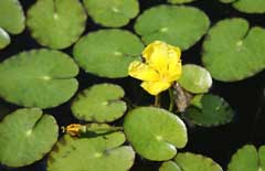 Nymphoides peltata Water Fringe, Yellow floatingheart