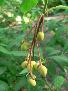 Oemleria cerasiformis Oso Berry, Indian plum