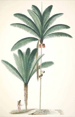 Oenocarpus bataua Pataua Palm. Bataua