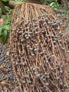 Oenocarpus bataua Pataua Palm. Bataua