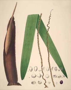 Oenocarpus distichus Pataua, Bacaba, White bacaba