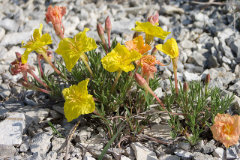 Oenothera lavandulifolia Lavender Sundrops