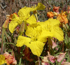 Oenothera lavandulifolia Lavender Sundrops