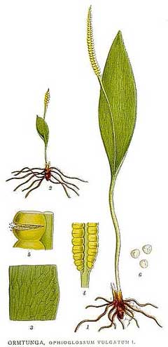 Ophioglossum vulgatum Adder
