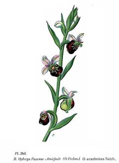 Ophrys Bee Orchid