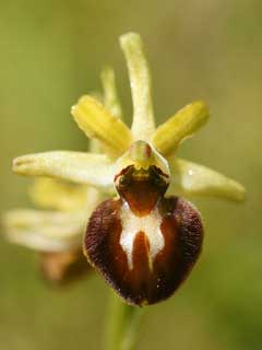 Ophrys araneola 