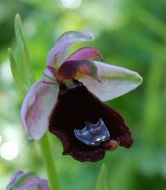 Ophrys bertolonii 