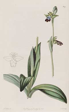 Ophrys fusca Brown Bee Orchid