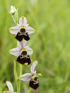 Ophrys holoserica Late Spider Orchid