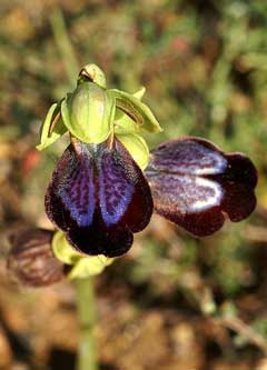 Ophrys iricolor 