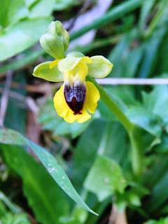 Ophrys lutea Yellow Bee Orchid