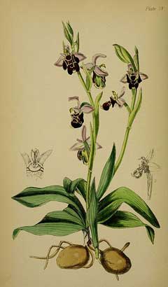 Ophrys scolopax Woodcock Orchid