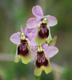 Ophrys tenthredinifera Sawfly Orchid