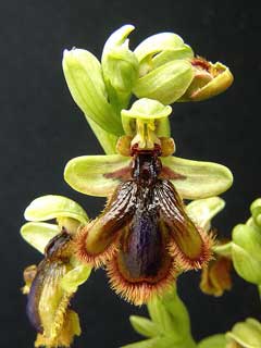 Ophrys vernixia 