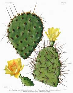 Opuntia compressa Eastern Prickly Pear, Prickly Pear Cactus