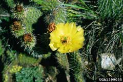Opuntia polyacantha Plains Prickly Pear, El Paso pricklypear, Grizzlybear pricklypear, Navajo Bridge pricklypear, Hairsp