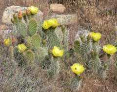 Opuntia polyacantha Plains Prickly Pear, El Paso pricklypear, Grizzlybear pricklypear, Navajo Bridge pricklypear, Hairsp
