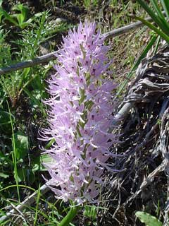 Orchis italica 