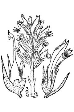Orobanche ludoviciana Broom Rape,  Louisiana broomrape, Manyflower broomrape