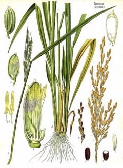 Oryza hybrids Perennial Rice