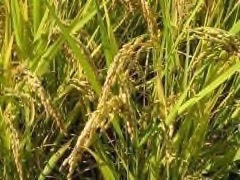 Oryza hybrids Perennial Rice