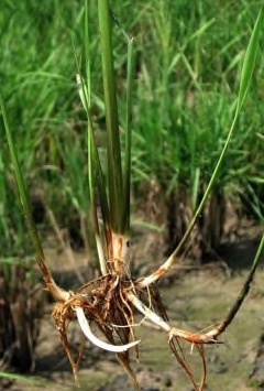 Oryza longistaminata Perennial wild rice