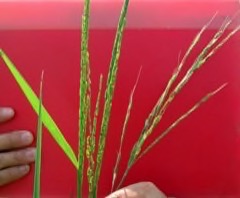 Oryza longistaminata Perennial wild rice